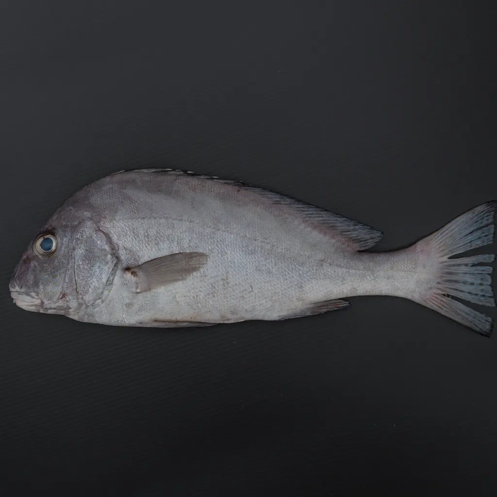 Fresh Farsh Fish Big Whole Cleaned 1.5 kg