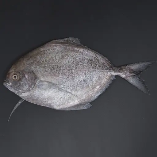 Fresh Black Pomfret Whole Cleaned 1 kg