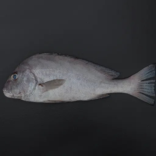 Fresh Farsh Fish Big Whole Cleaned 1.5 kg