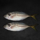 Fresh Trevely Paraha Whole Cleaned 500 g