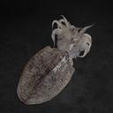 Cuttle Fish 1 kg