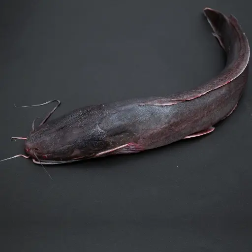 Fresh Egyptian Cat Fish Whole Cleaned 1 kg