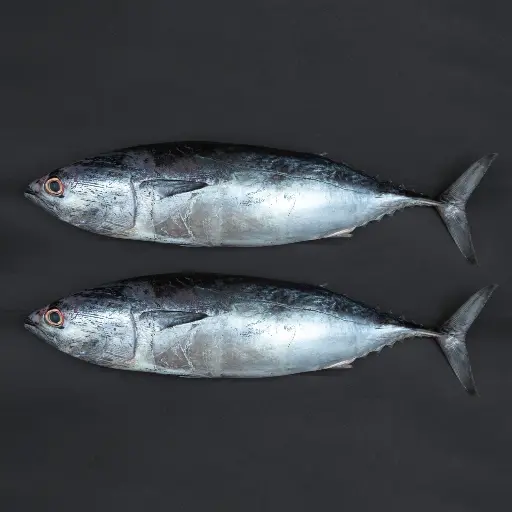 Fresh Tuna Fish Small Whole Cleaned 1 kg