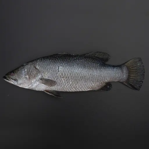 Fresh Arabian Seabass Whole Cleaned 1 kg